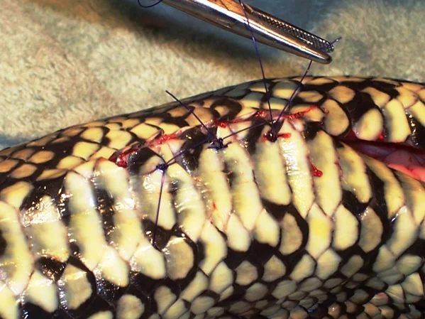 119tclosurehorizmattressscoastalpython.jpg
