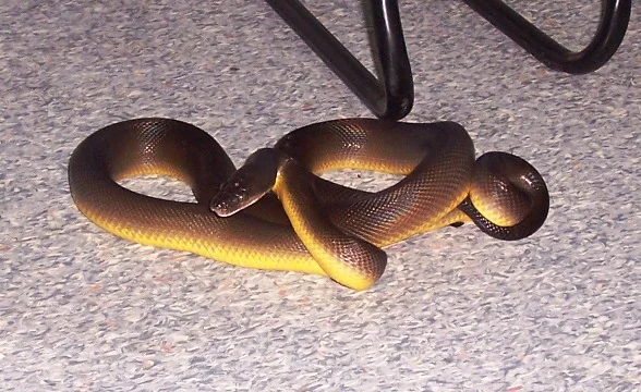 1111waterpythonwithinclusionbodydisease.jpg