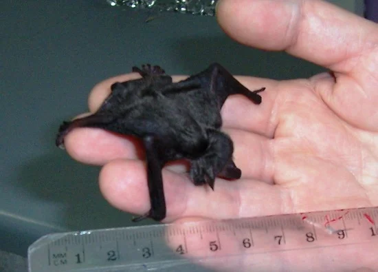 13microbat.jpg