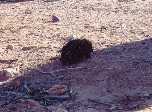 12echidna.jpg