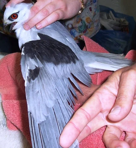 15blackshoulderedkite.jpg