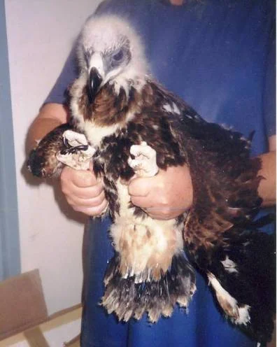 15wedgetailchick.jpg