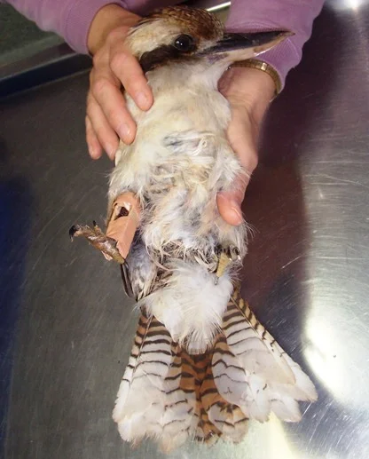 16kookaburracmpndfxrhtibia.jpg