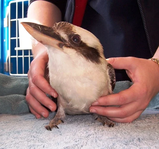 18kookaburra.jpg