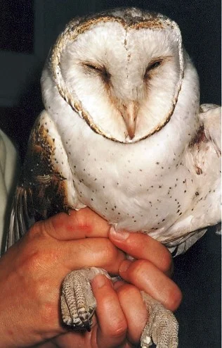 19Barnowl.jpg