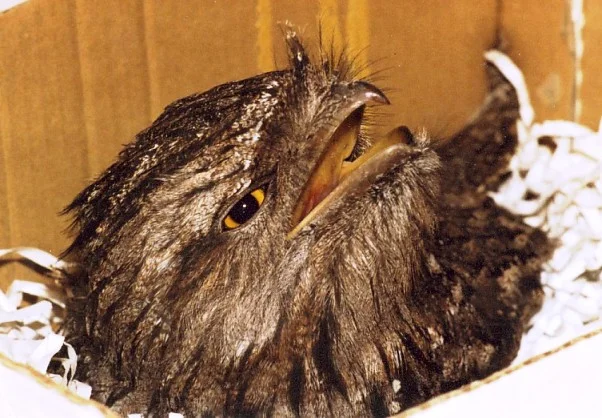 112Tawnyfrogmouth.jpg
