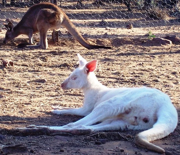 111westerngreyalbinoscottie.jpg