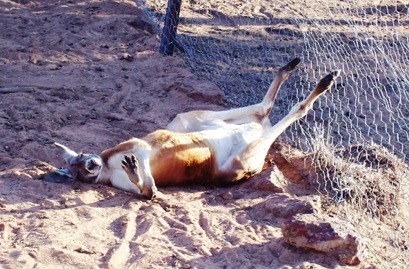 113ataylorsredroodustbath.jpg