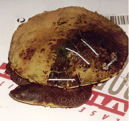 117tortisewthfracturedshell.jpg