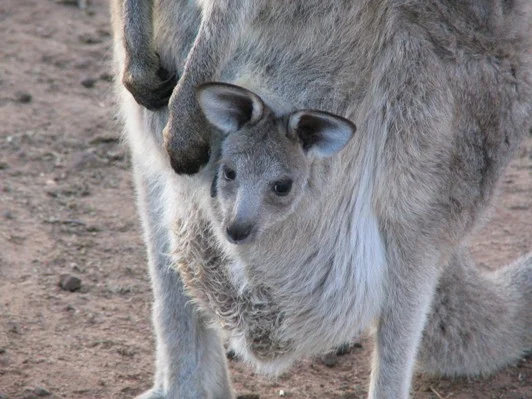eastern grey 03.jpg