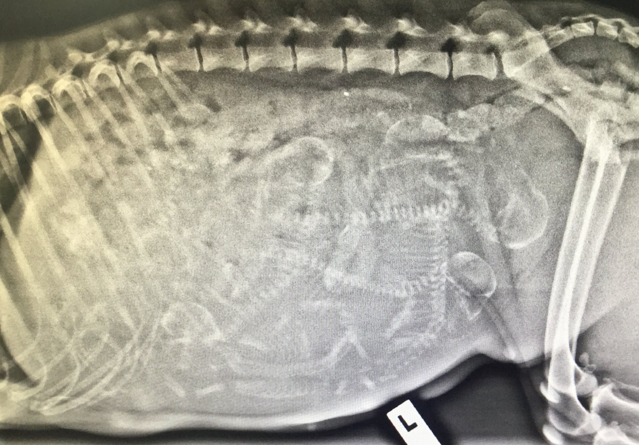 When Can You Xray For Puppies