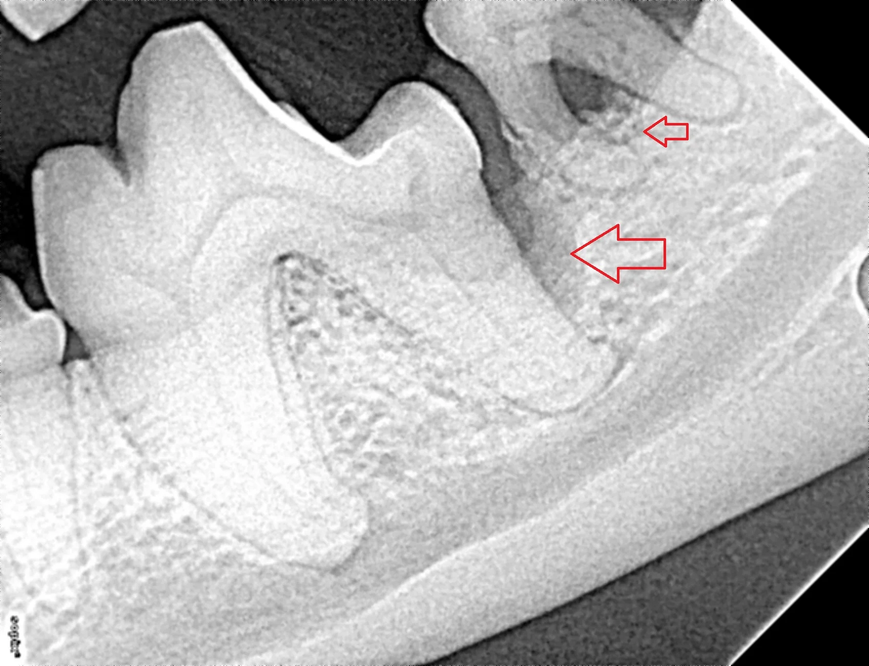 Duncan_McGinness_Vet_Clinic_Dental_Xray.1.jpg