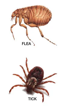 Tick-Bites-vs-Flea-Bites (1).jpg