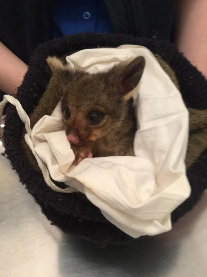 possum.jpg