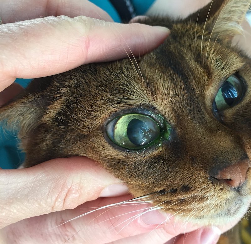 Ophthalmology Vet Clinic Test Duncan McGinness 1.JPG