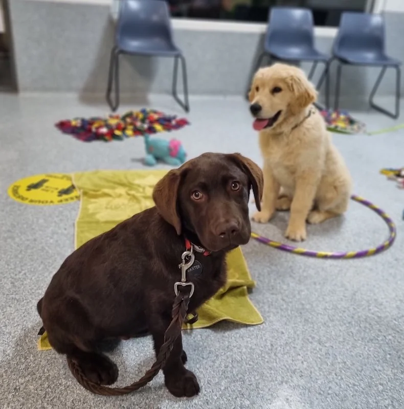Puppy preschool Dubbo Duncan McGinness Vet Clinic.JPEG