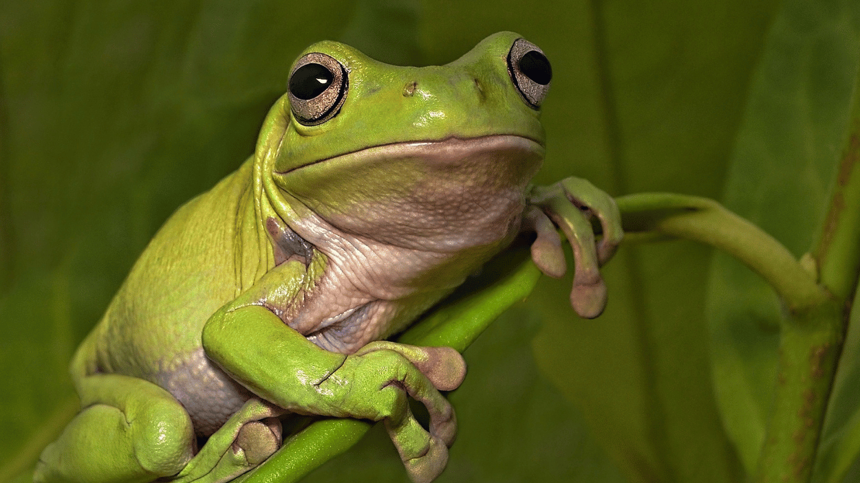 Green Tree Frog Toxicity — Your Favourite Vet Duncan McGinness Dubbo