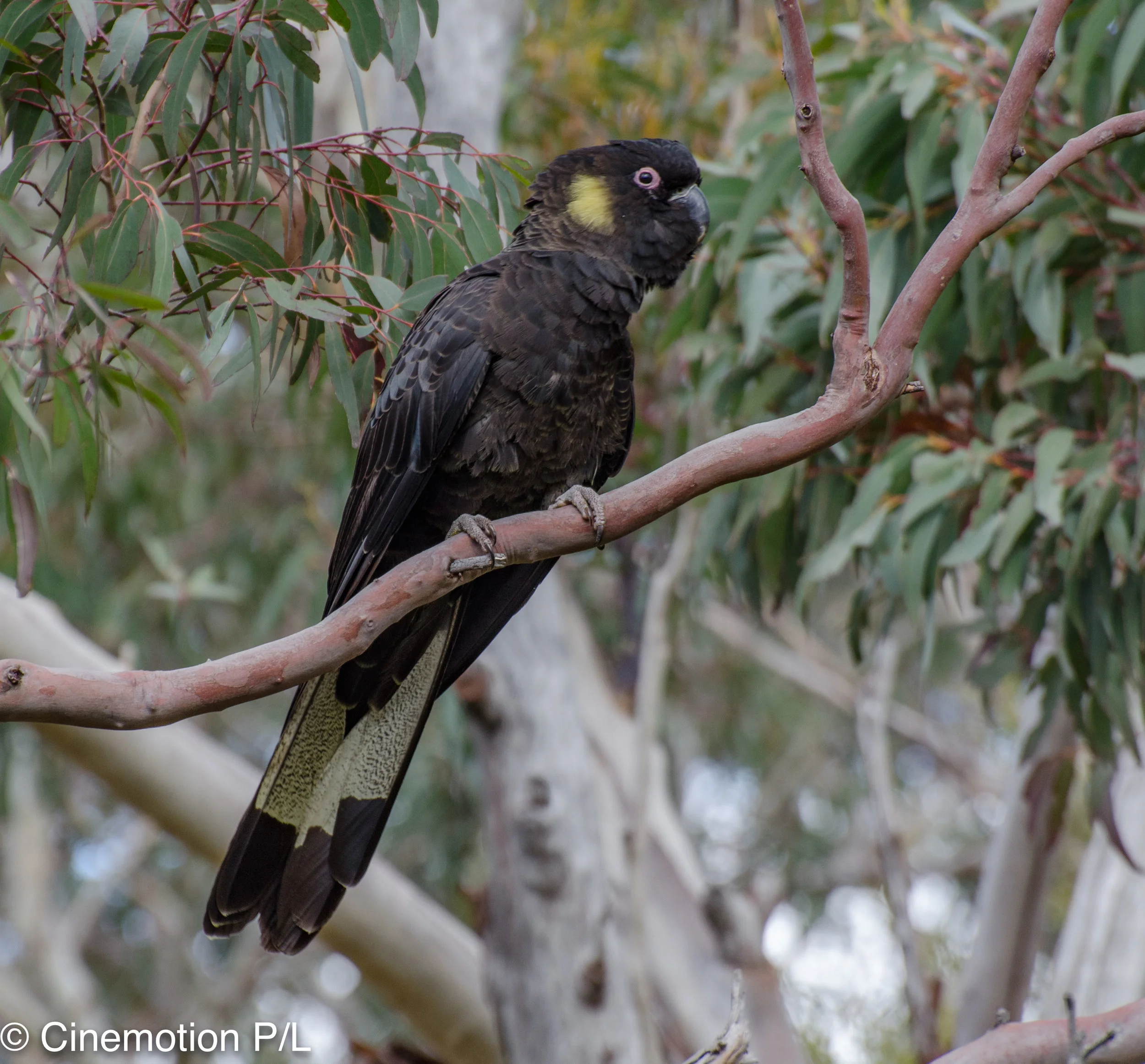 Blue Mountains 6.jpg