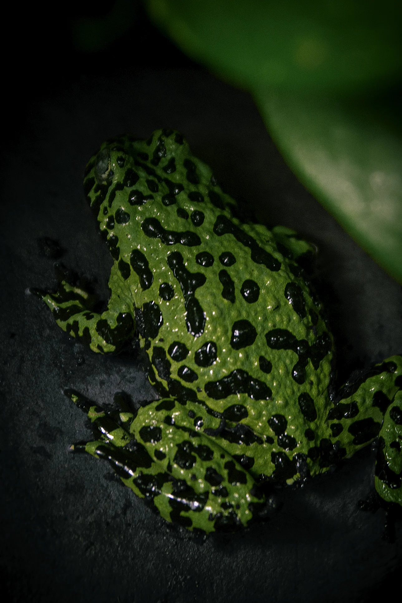 green frog.jpg