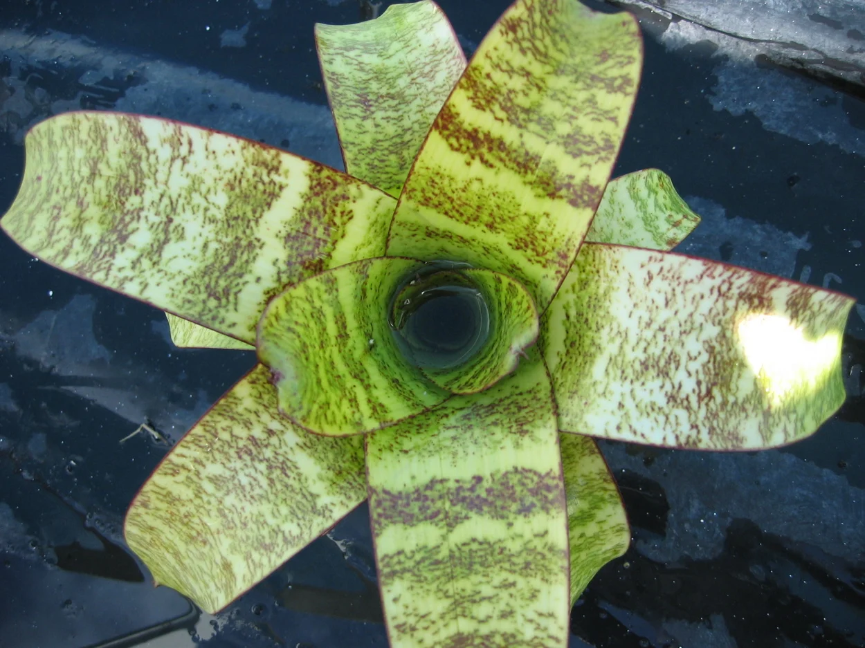 Trademe Plants - V forsteriana.jpg