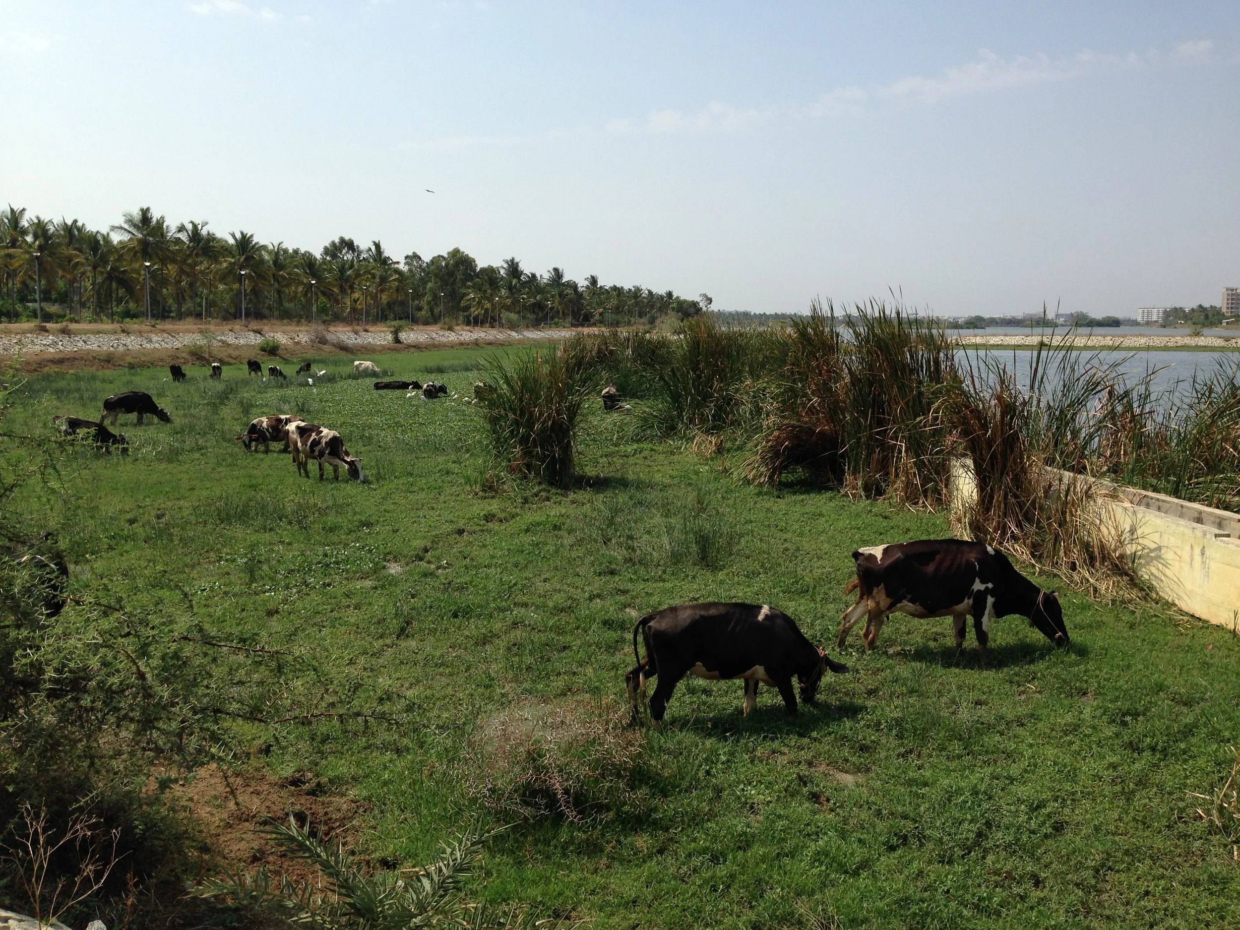 Cows grazing by Jakkur Lake in Bangalore. 