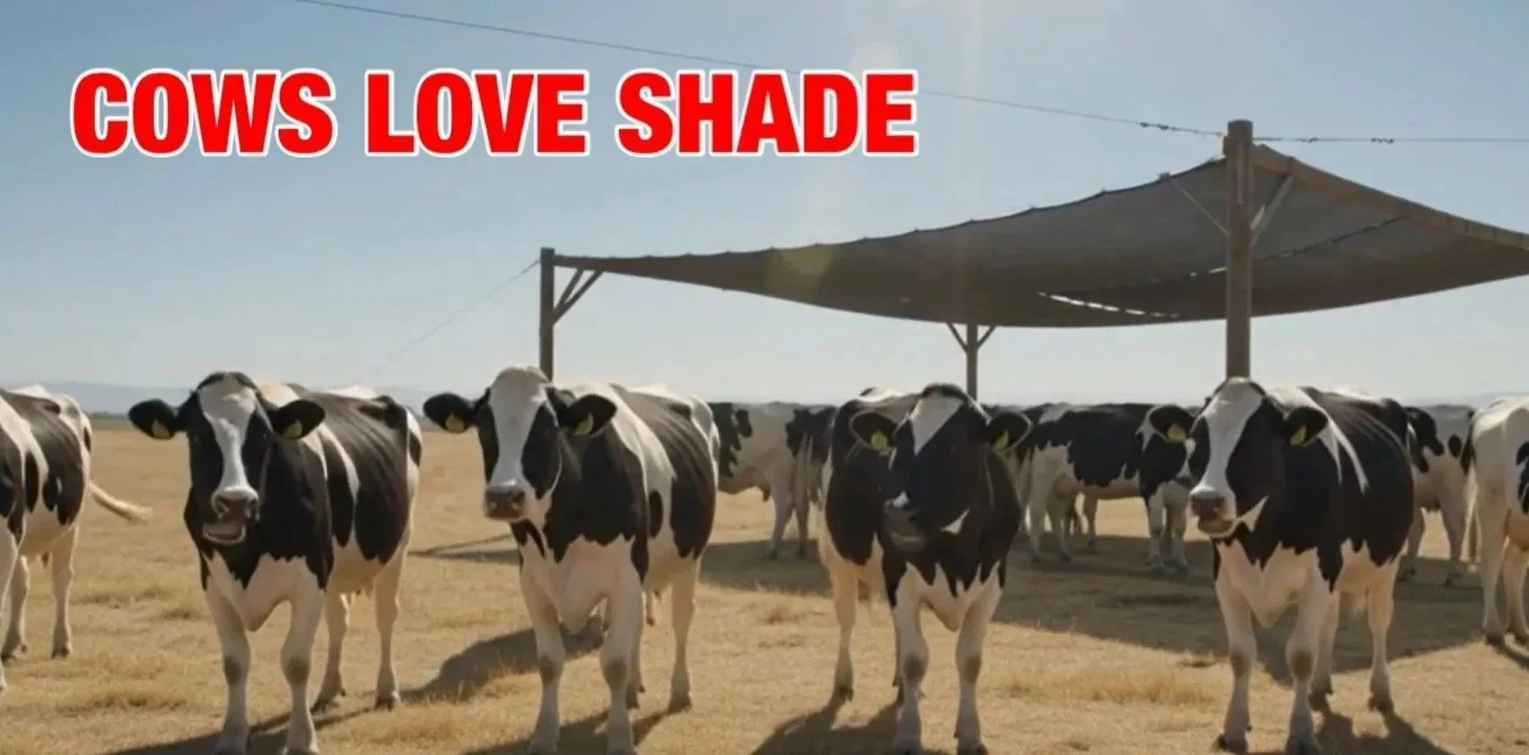 The Hidden Cost of Heat: Why Your Cattle Need Professional-Grade Shade