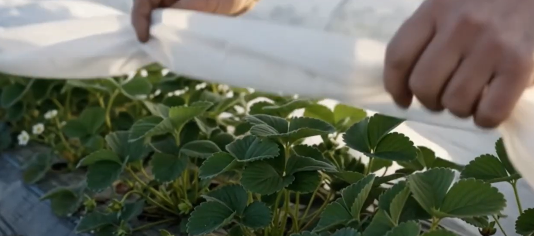 Choosing the Right Frost Blanket Weight: A Grower's Guide to PAKGlobal Weather Barriers 
