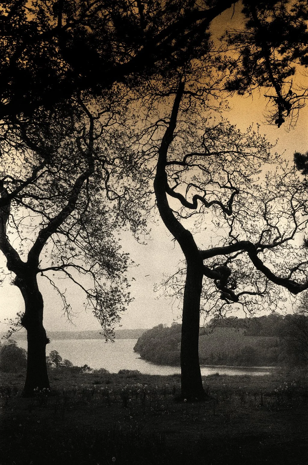 Cornwall burnt forest April 2022 copy.jpg