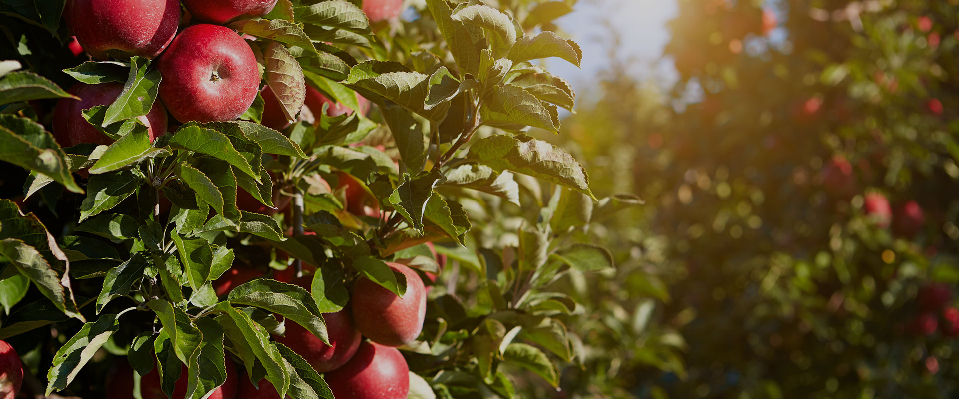 Gala - New York Apple Association