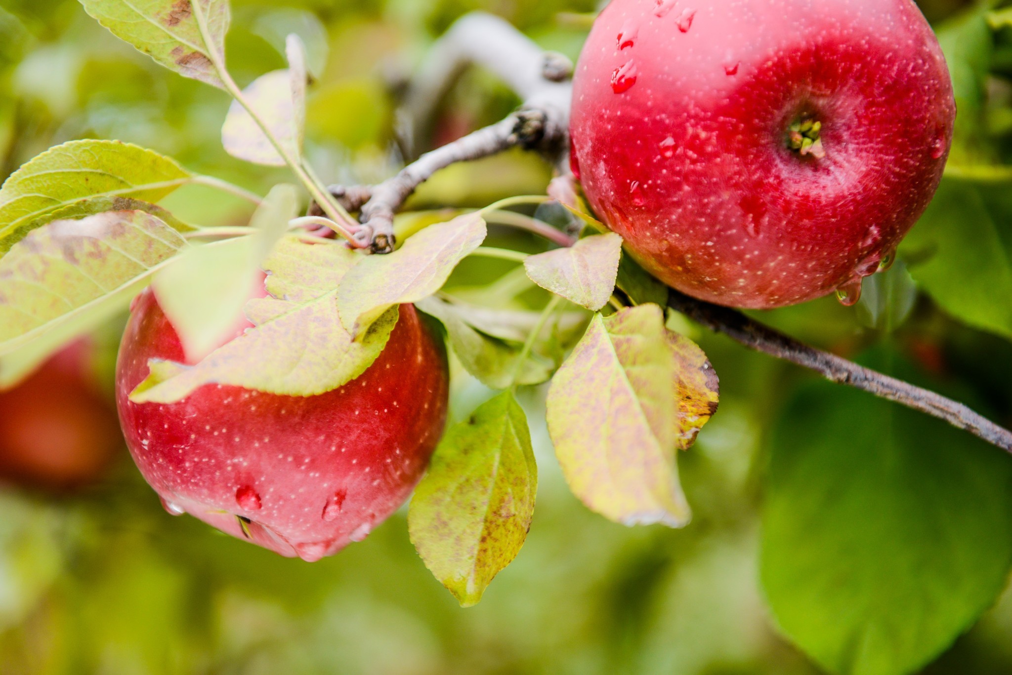 os-celebration-publix-tastings-new-apple-variety-pazazz.jpg