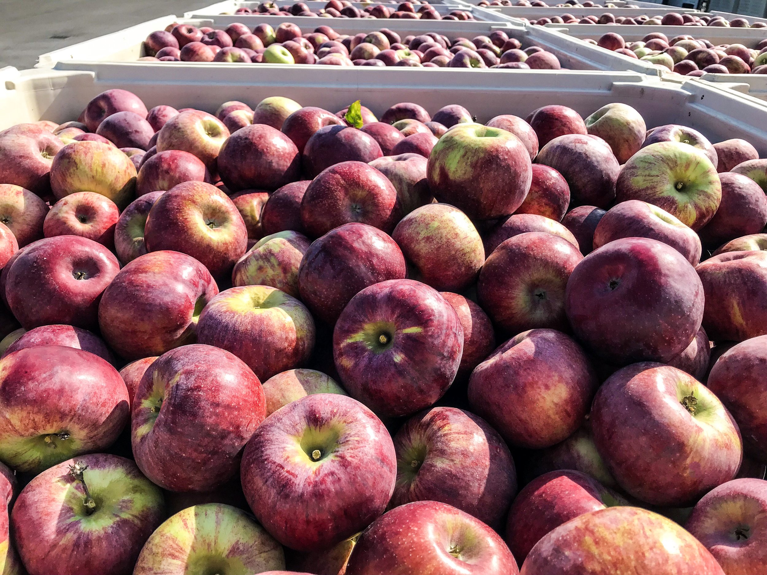 Apples Cortland Large - Refresh Fruits Borough Park
