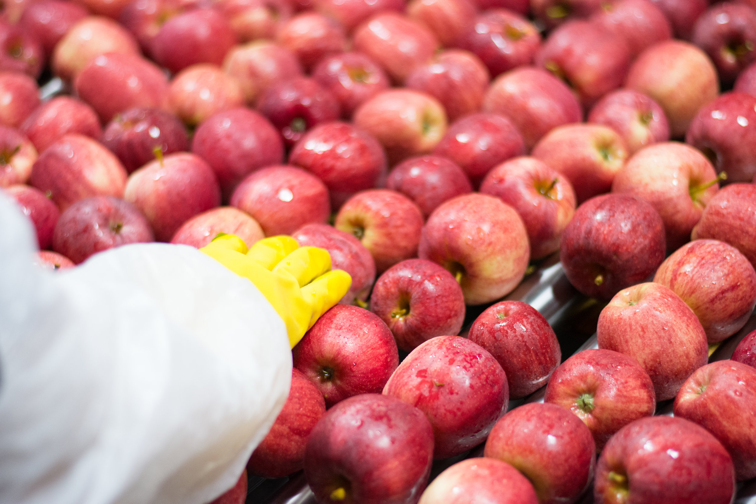 Our Process — Sun Orchard Apples