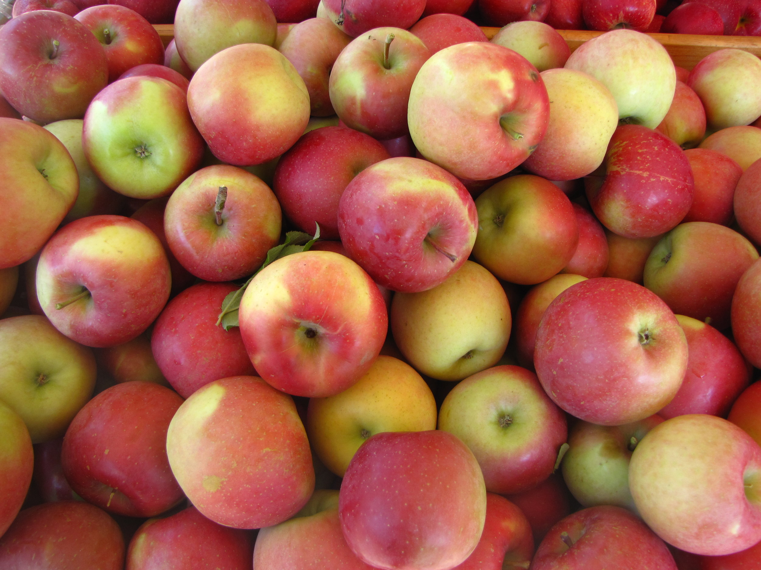 Apples- Fuji — Sun Orchard Apples