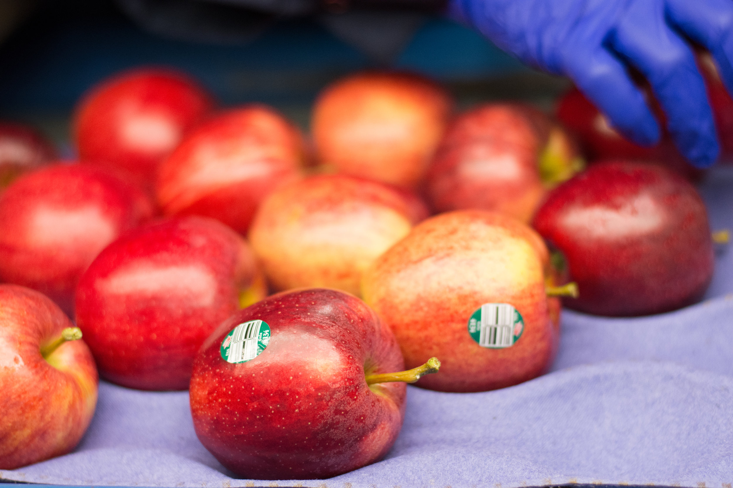 Apples- Cortland — Sun Orchard Apples