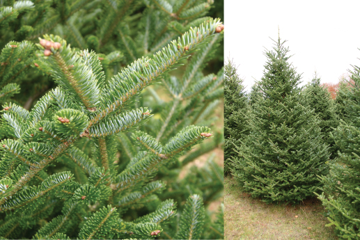 FRASER-FIR.jpg