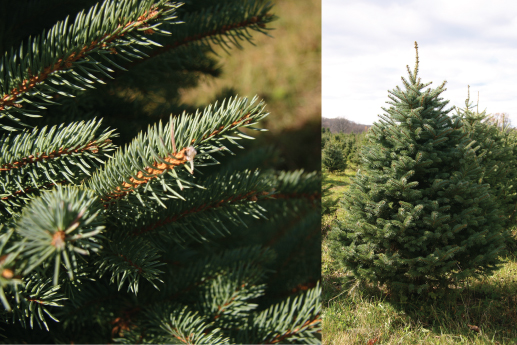 BLUE-SPRUCE.jpg
