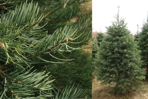 CONCOLOR-FIR.jpg