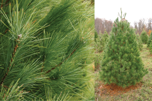 WHITE-PINE.jpg