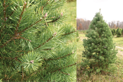 SCOTCH-PINE.jpg