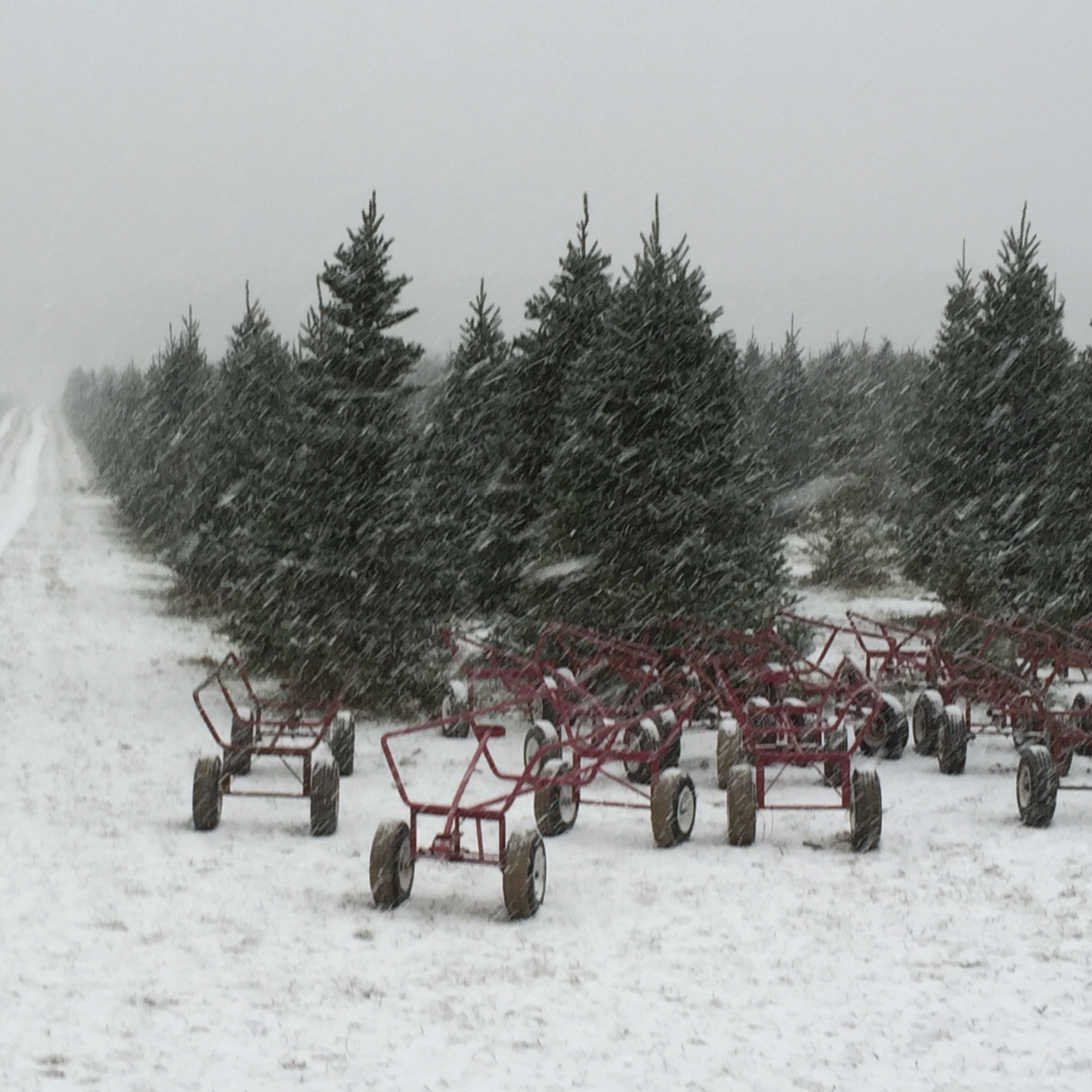 TAN001_WEBSITE_ELEMENTS_TREE-CARTS.jpg
