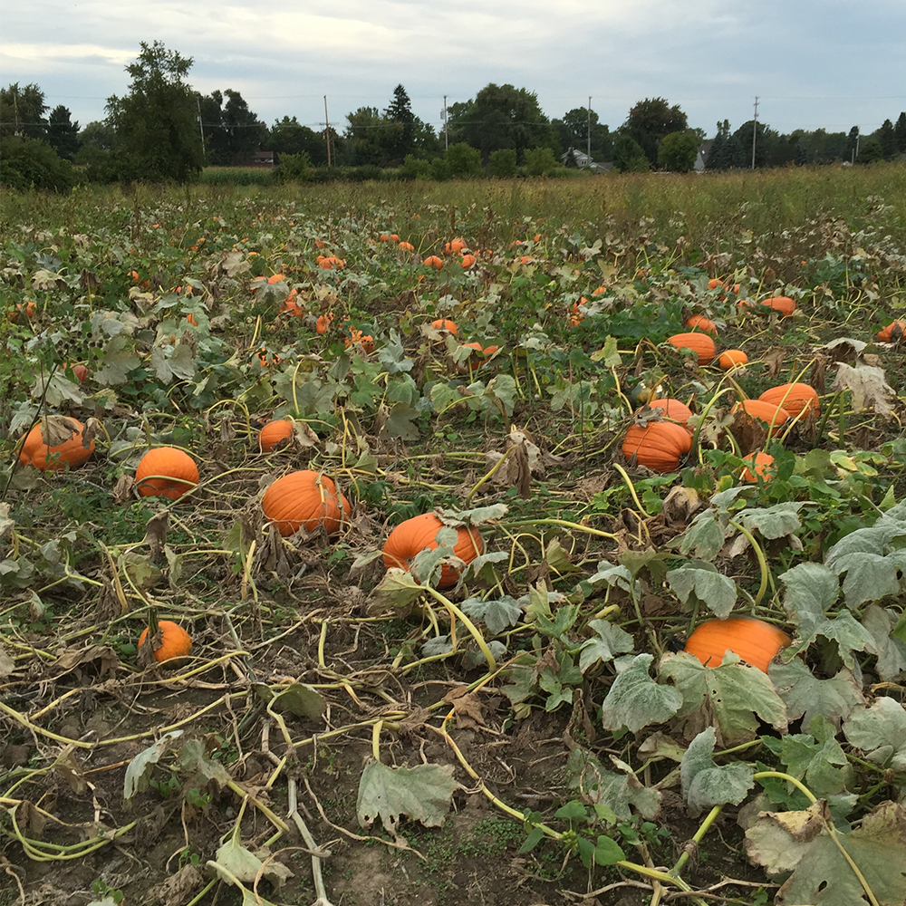 OURFARM_PUMPKINS.png