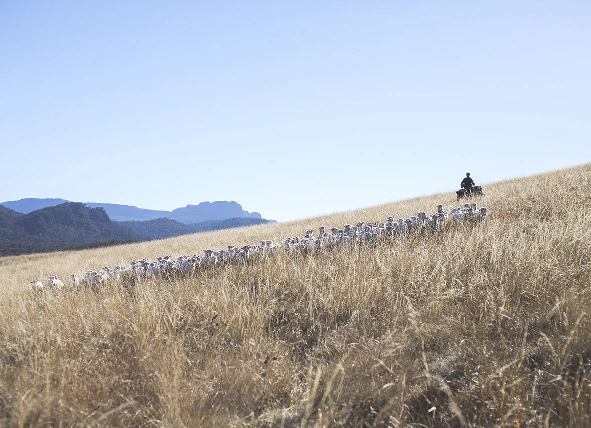 sheep 2.jpg