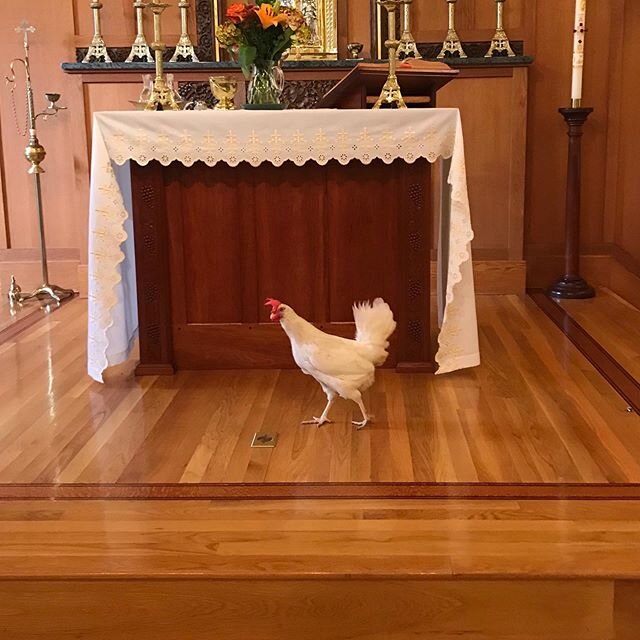 Patti helped with the St. Francis Day Pet Blessing🌿☀️🙏🏻