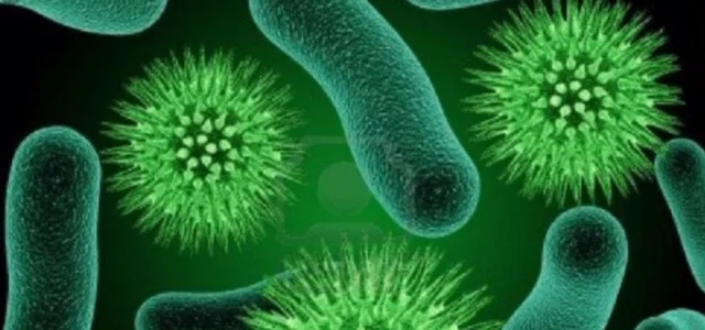 Elderberry virus photo.jpg