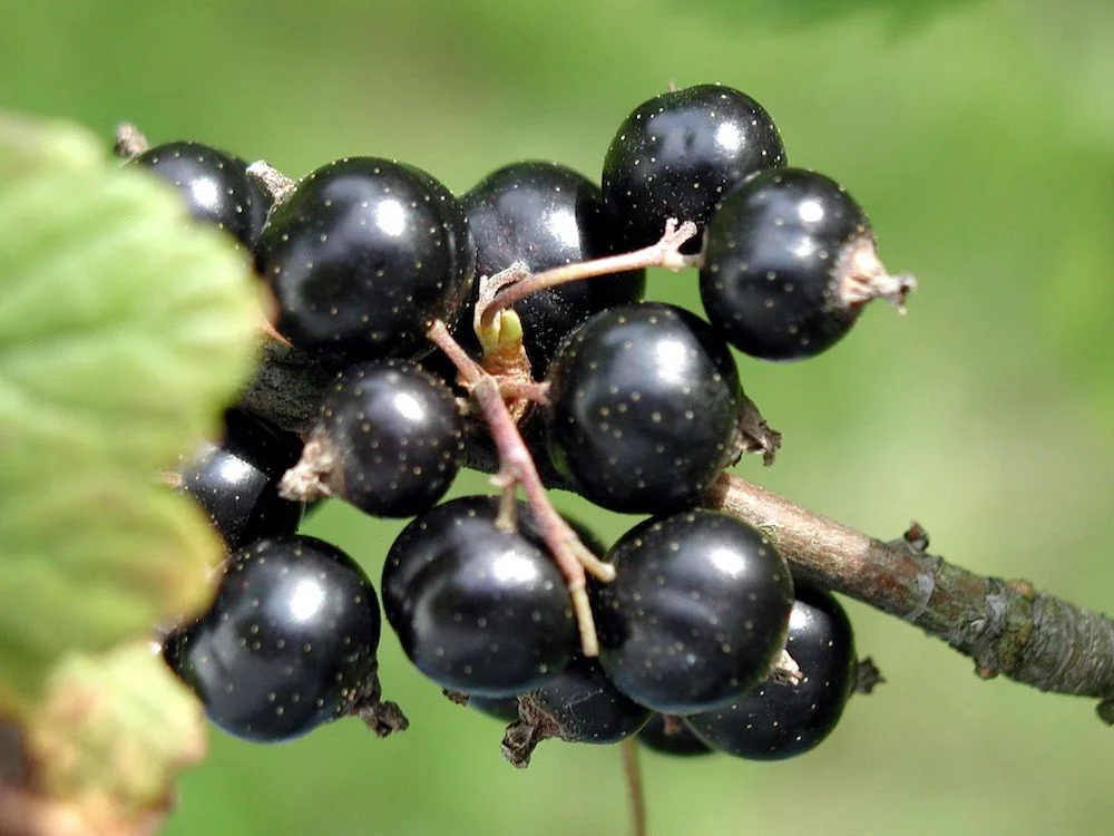 health benefits of berries blackcurrant reboot sara davenport.jpg