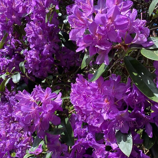 Fascinating Rhododendron Fact:  Did you know that there is only one variety of rhododendron that is non toxic but in that one variety all parts have healing benefits? 
In Nepal, the flowers and leaves of the  rhododendron anthopogon are made into a t