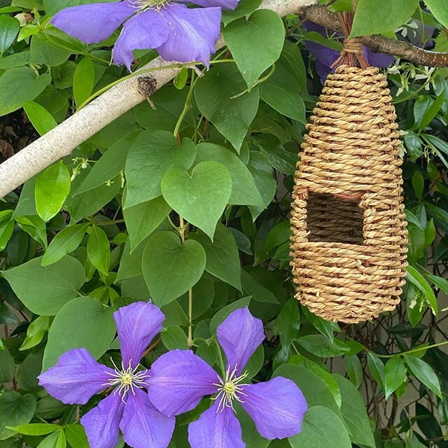 Social distancing for birds!  I carefully set it up for them in my garden but no-ones moves in yet! #birds_nature #clematis #socialdistancing2020 #healthandwellbeing #wellbeingcoach #livelifewell #coronavirusoutbreak #journeytohealth