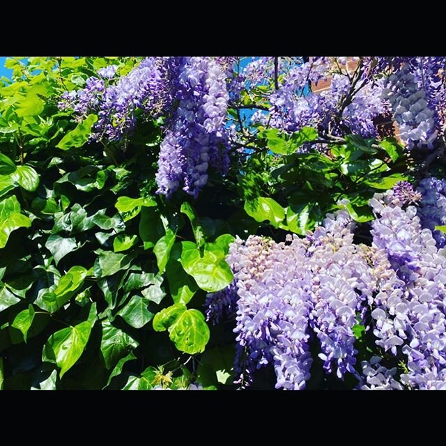 Wisteria days.. prettiest flowers on the block..who knew it&rsquo;s bark has medicinal properties?  It contains betulinic acid which works as a retroviral and is antimalarial and anti-inflammatory.  Recently they also discovered it had potential as a