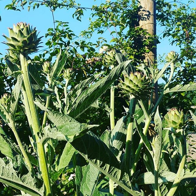 Fascinating artichoke facts:  First lockdown liftoff visit to my parents vegetable garden and the artichokes are blooming. Did you know there&rsquo;s more protein in an artichoke than almost any other vegetable?  And that they are super high in fibre