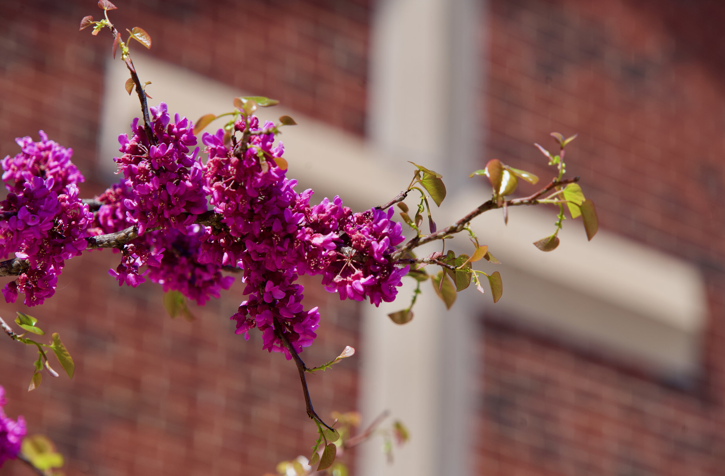 Flowers with cross in back.jpeg